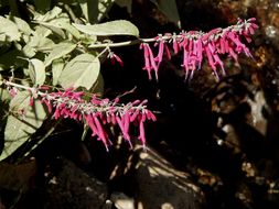 Imagem de Salvia townsendii Fernald