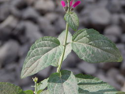 Imagem de Salvia townsendii Fernald