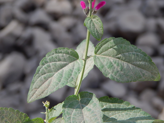 Imagem de Salvia townsendii Fernald