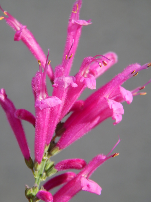 Imagem de Salvia townsendii Fernald