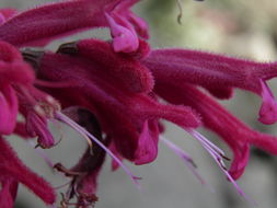 Imagem de Salvia townsendii Fernald