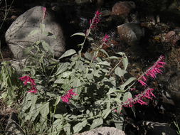 Imagem de Salvia townsendii Fernald