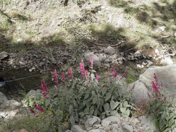 Imagem de Salvia townsendii Fernald