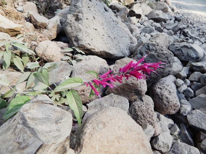 Imagem de Salvia townsendii Fernald