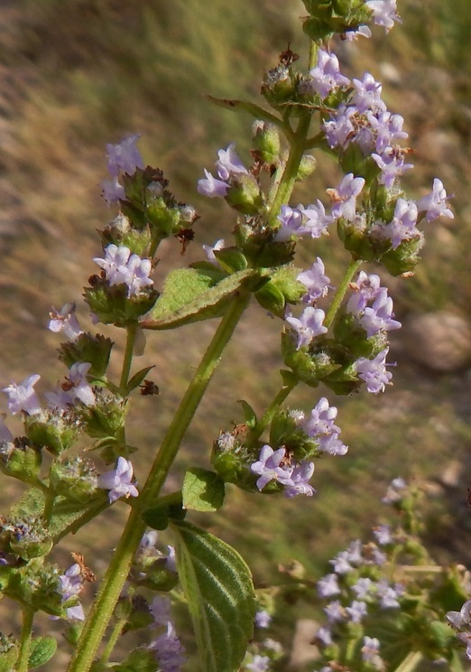 Image of <i>Hyptis mutabilis</i>