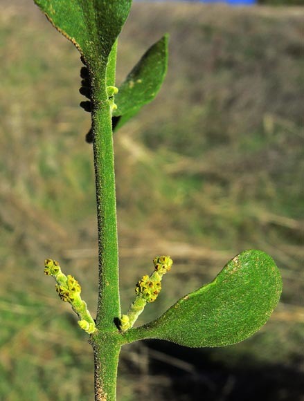 Image de Phoradendron leucarpum subsp. tomentosum (DC.) J. R. Abbott & R. L. Thomps.