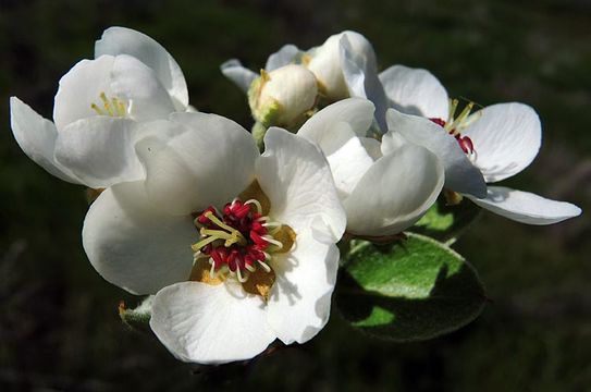 Слика од Pyrus communis L.