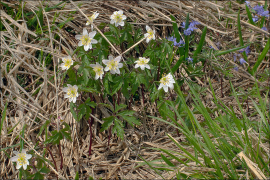 Imagem de Anemone nemorosa L.