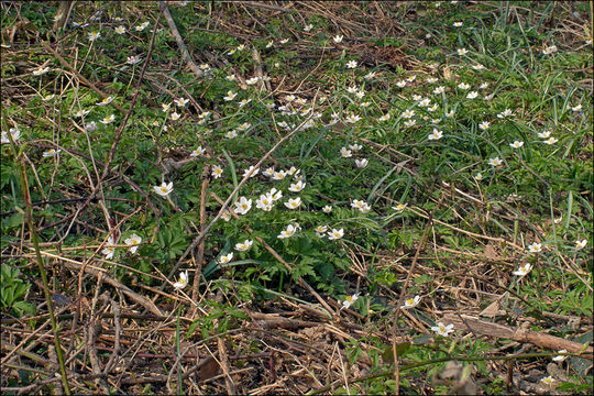 Imagem de Anemone nemorosa L.