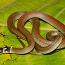 Image of Duméril's black-headed snake