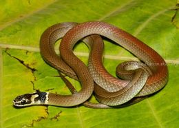 صورة Sibynophis subpunctatus (A. M. C. Duméril, Bibron & A. H. A. Duméril 1854)