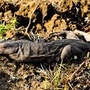 Image of Lace Monitor