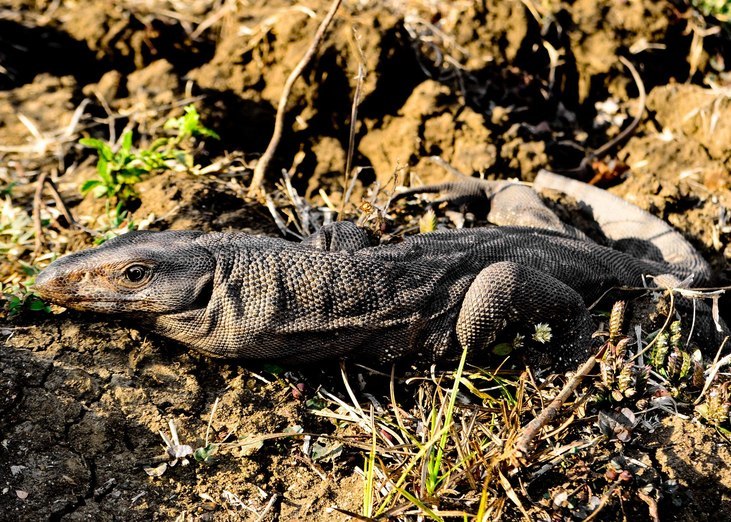 Image of Bengal Monitor Lizard