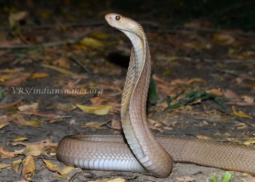 Image of Indian cobra