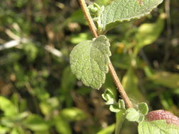 Image of <i>Asterohyptis mociniana</i>