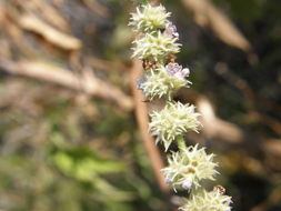 Image of <i>Asterohyptis mociniana</i>