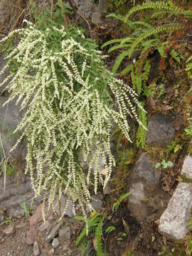 Image of Asterohyptis seemannii (A. Gray) Epling