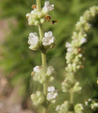 Image of Asterohyptis seemannii (A. Gray) Epling