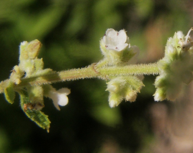 Image of Asterohyptis seemannii (A. Gray) Epling