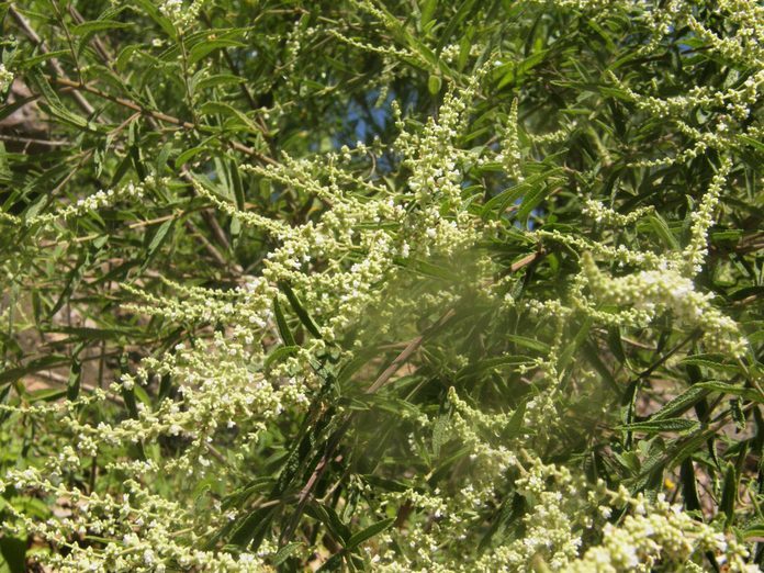 Image of Asterohyptis seemannii (A. Gray) Epling