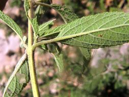 Image of Asterohyptis seemannii (A. Gray) Epling