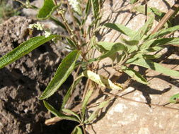 Image of Asterohyptis seemannii (A. Gray) Epling