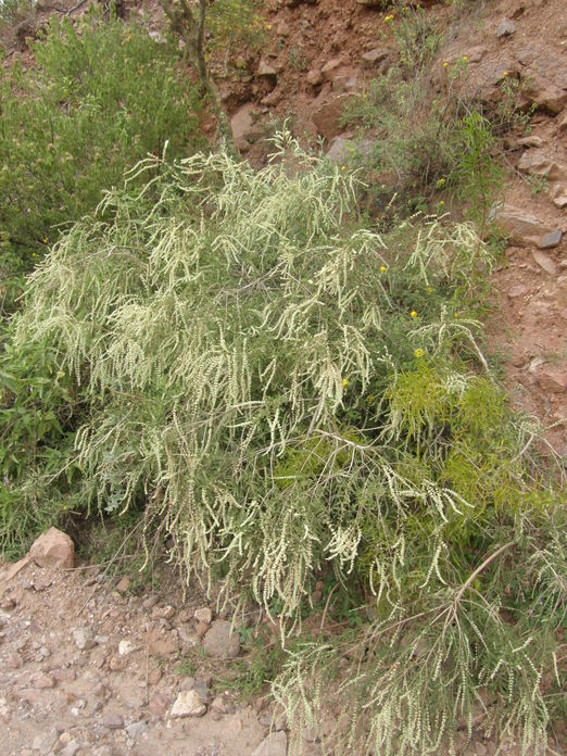 Image of Asterohyptis seemannii (A. Gray) Epling