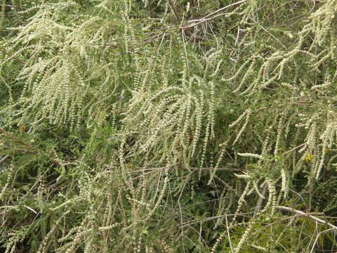 Image of Asterohyptis seemannii (A. Gray) Epling