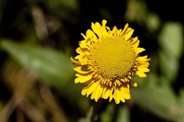 Image of Bigelow's sneezeweed