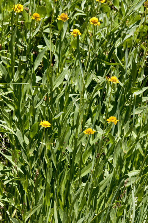 Image of Bigelow's sneezeweed