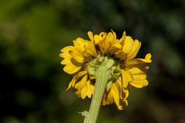 Image of Bigelow's sneezeweed