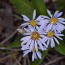 Image of western showy aster