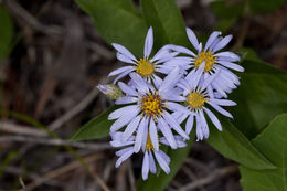 Plancia ëd Eurybia conspicua (Lindl.) G. L. Nesom