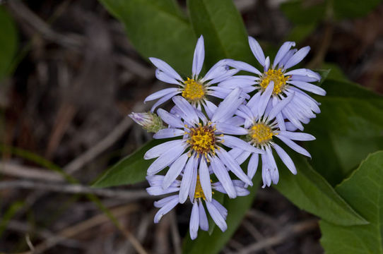 Image of western showy aster