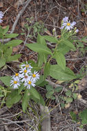 صورة Eurybia conspicua (Lindl.) G. L. Nesom