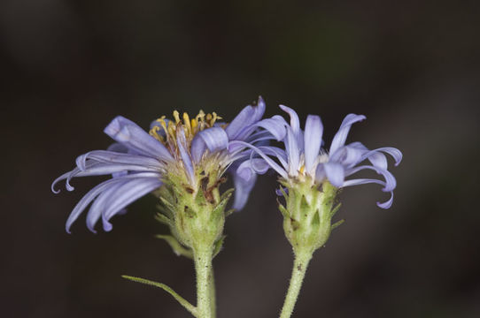 Image of western showy aster