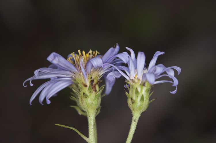 Imagem de Eurybia conspicua (Lindl.) G. L. Nesom