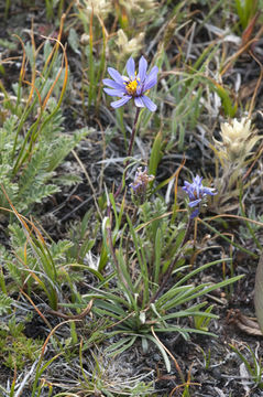 Image of tundra aster