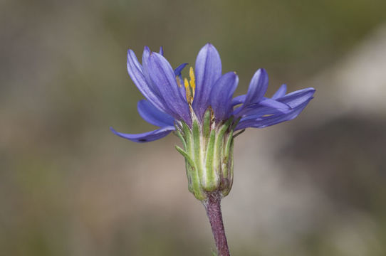 Image of tundra aster