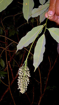 Image of Mabea fistulifera Mart.