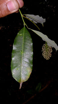 Image of Mabea fistulifera Mart.