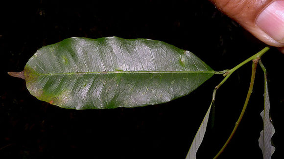 Image of Mabea fistulifera Mart.