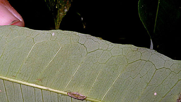 Image of Mabea fistulifera Mart.