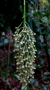 Image of Mabea fistulifera Mart.