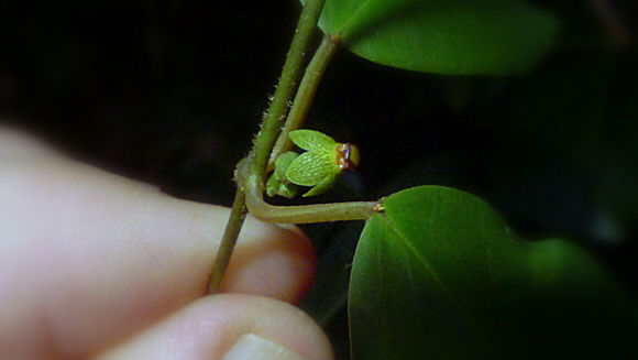 Image of Matelea orthosioides (Fourn.) J. Fontella Pereira