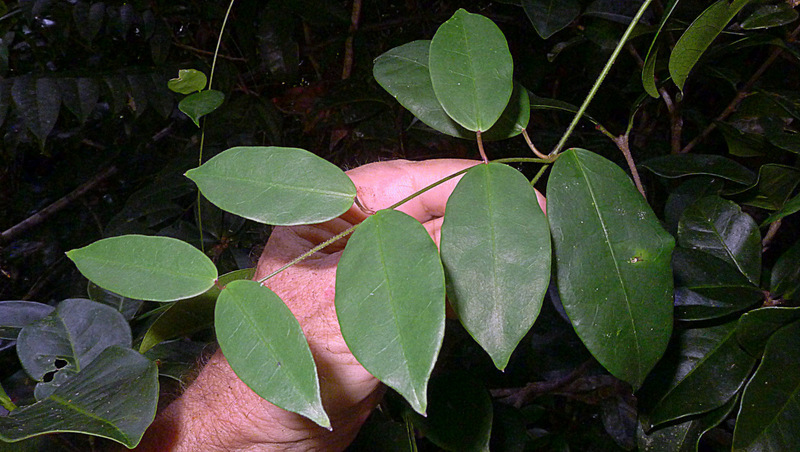 صورة Matelea orthosioides (Fourn.) J. Fontella Pereira