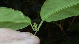 صورة Matelea orthosioides (Fourn.) J. Fontella Pereira