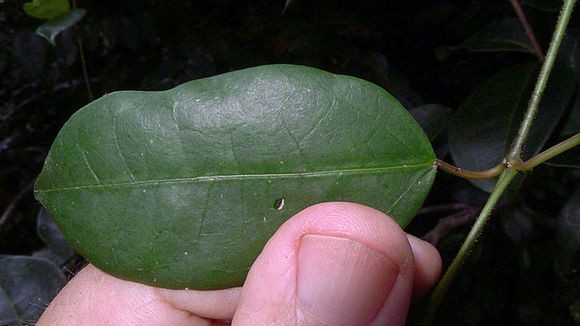 Image of Matelea orthosioides (Fourn.) J. Fontella Pereira