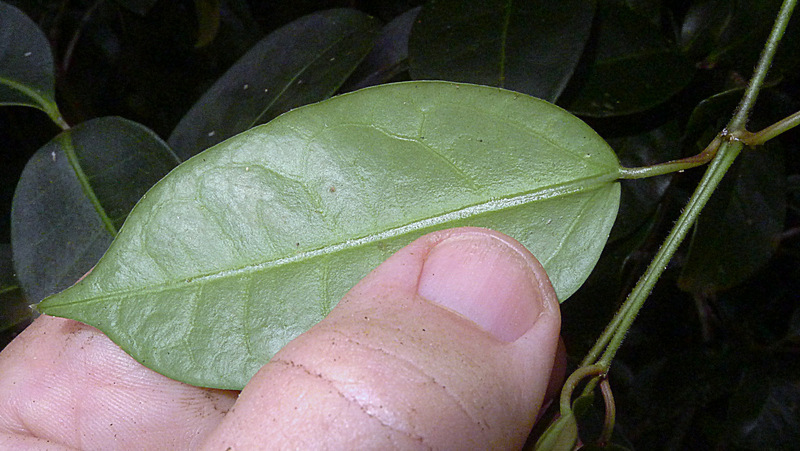 صورة Matelea orthosioides (Fourn.) J. Fontella Pereira