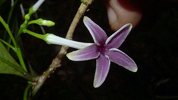 Image of Rauvolfia grandiflora Mart. ex A. DC.